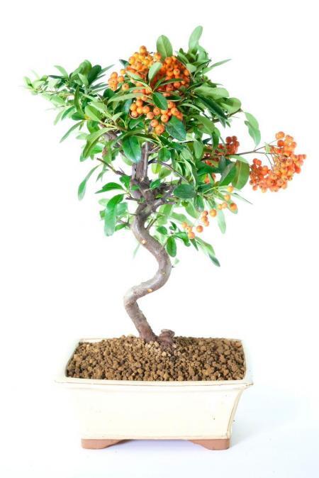 Twisty hardy Pyracantha bonsai with orange berries