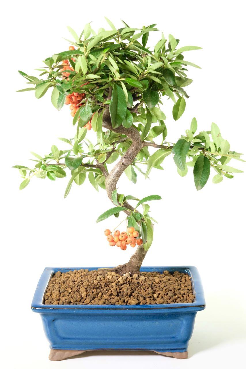 Royal blue bonsai pot