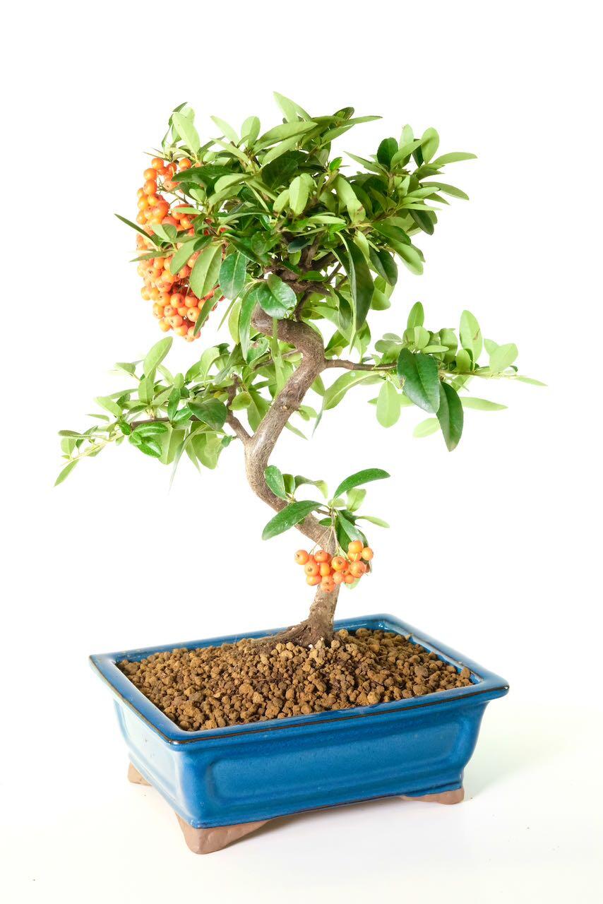 Free next day delivery available