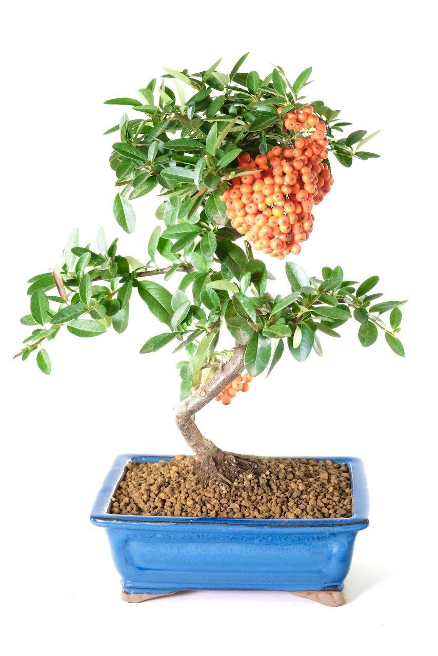 Firethorn outdoor bonsai - perfect for patio or garden