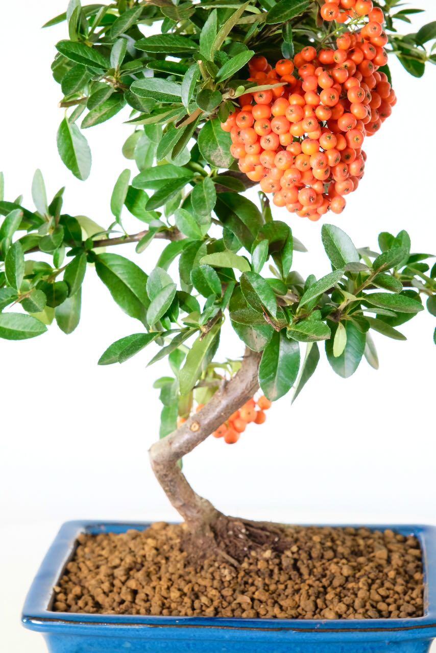 Autumn red berries growing now