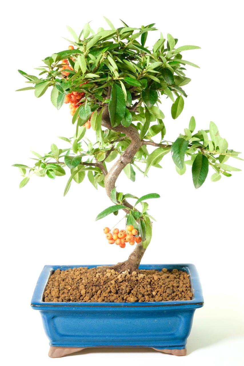 Twisty evergreen Pyracantha bonsai for sale