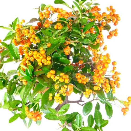 Free delivery of this beautiful pyracantha Bonsai to Edinburgh Glasgow London and Southampton