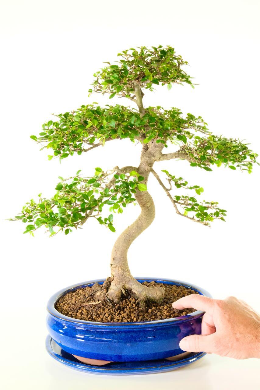 Very neat & highly refined Chinese Elm indoor beginners bonsai tree for sale UK