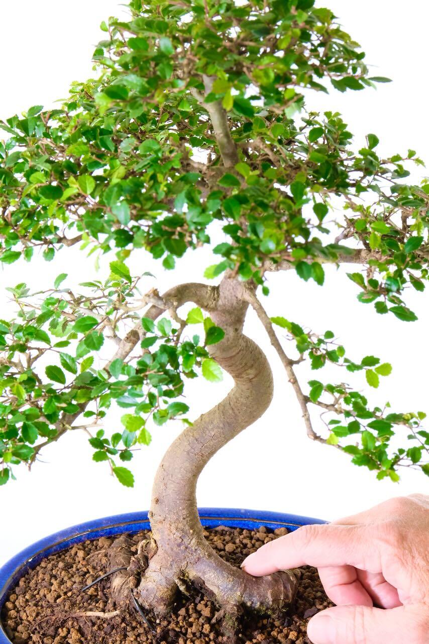 The root flare (Nebari) on this specimen Elm bonsai is amazing