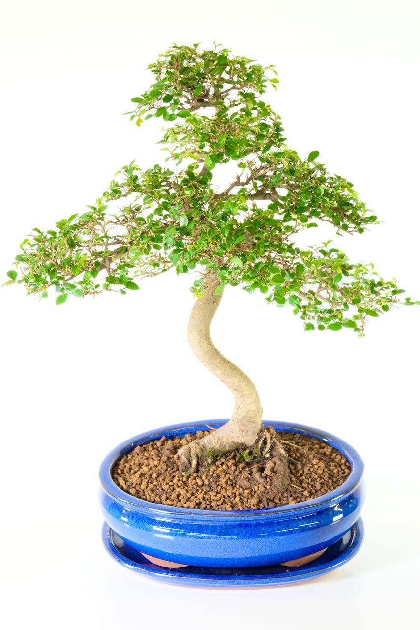 20-Year-Old Twisty Chinese Elm Bonsai