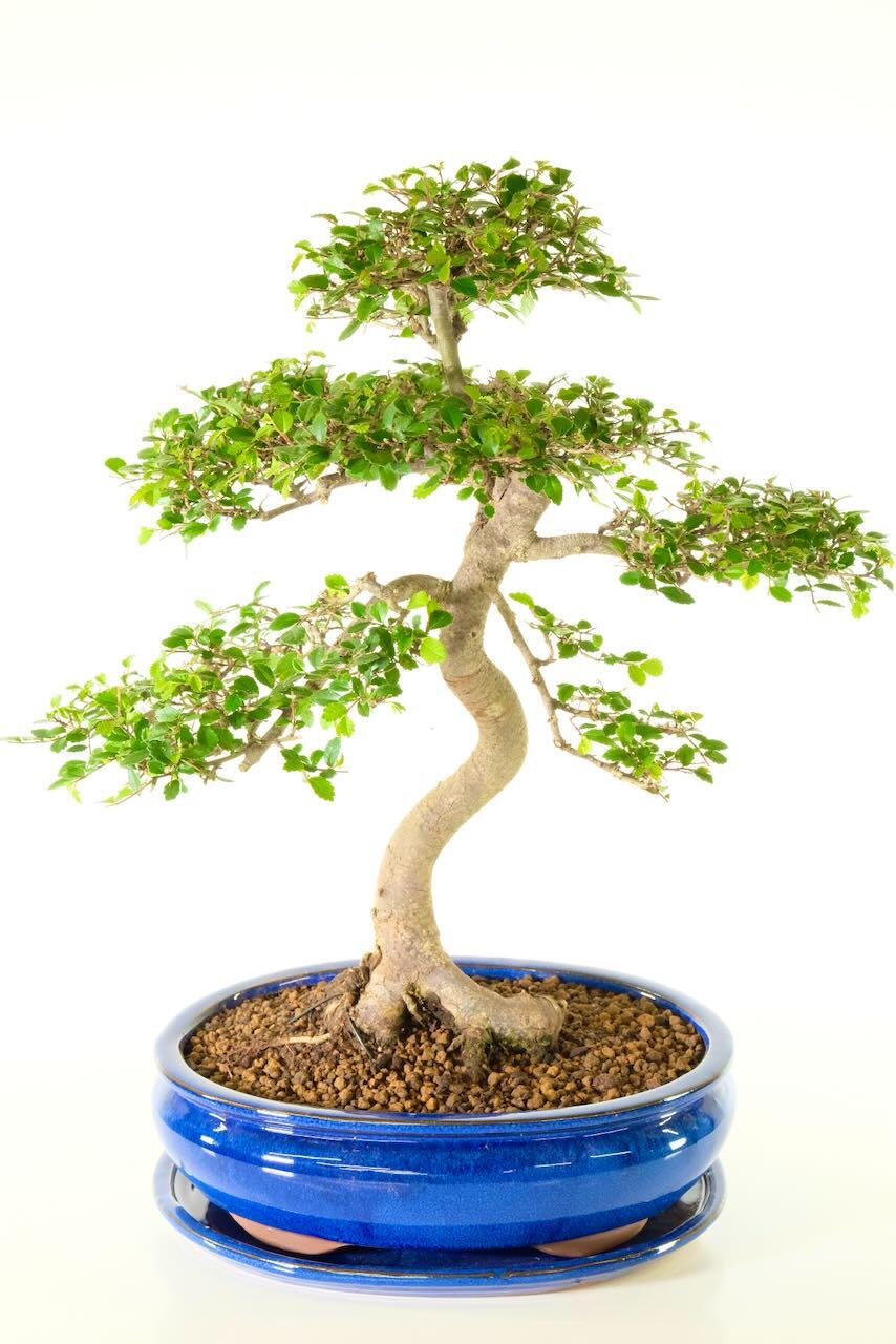 Specimen Chinese Elm Bonsai Tree | 20 year old | Wondrous Design