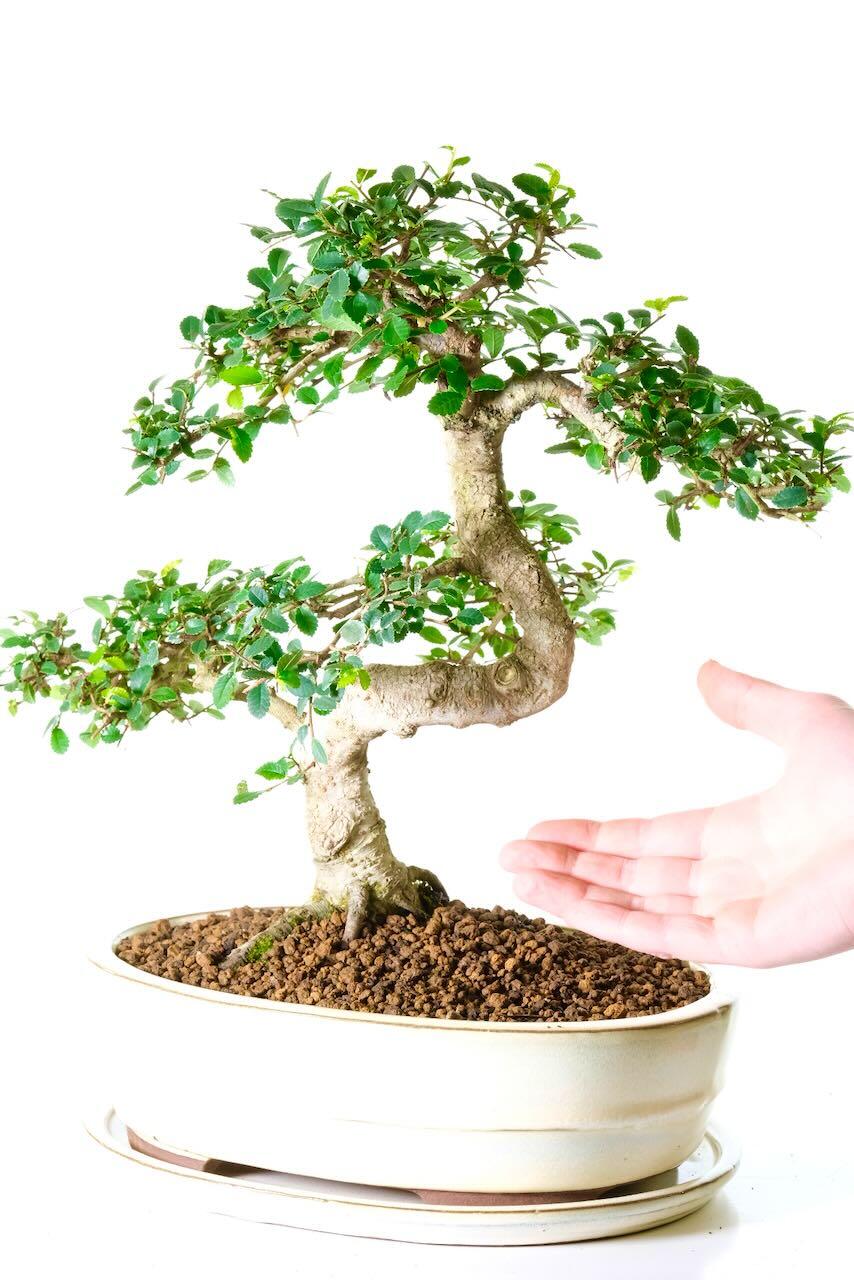 Comes potted in a cream ceramic bonsai pot with matching drip tray