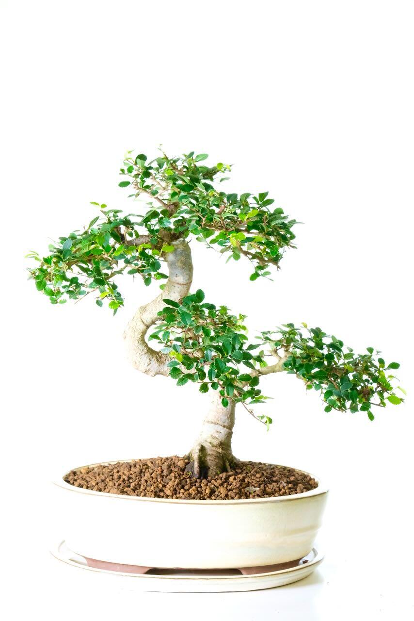 Delivery is FREE across the UK using a next working day service! Alternatively, you can select your preferred delivery date at the checkout