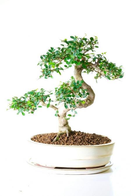 Mature, powerful Chinese Elm Bonsai tree for sale UK