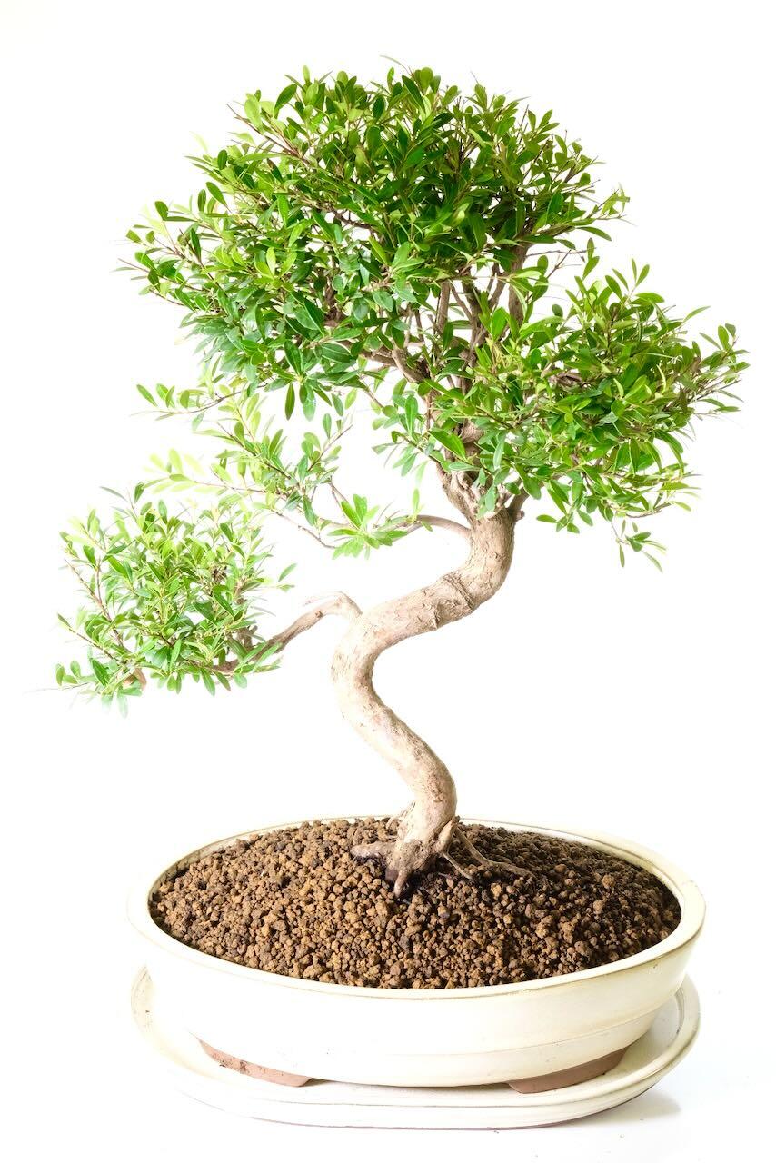 Incredible foliage pads filled with rich green leaves