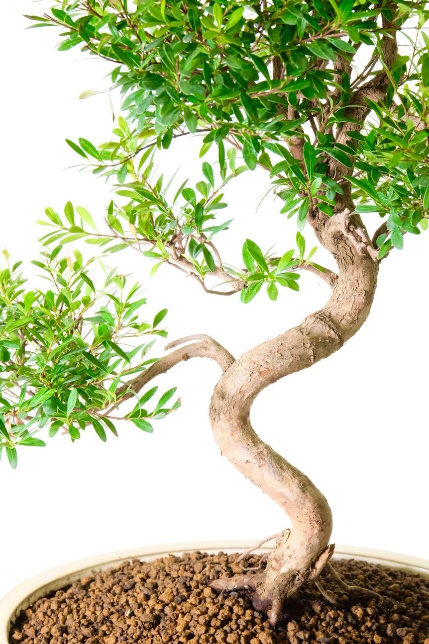 During warmer months the foliage grows blush-red tips with ream flowers, followed by small cherry-like fruits