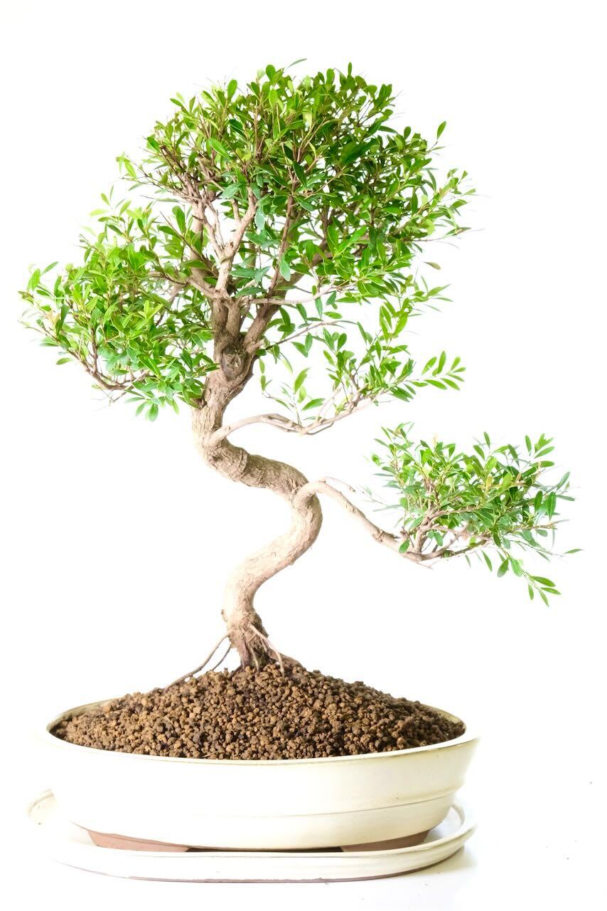 Delivery is FREE across the UK using a next working day service! Alternatively, you can select your preferred delivery date at the checkout