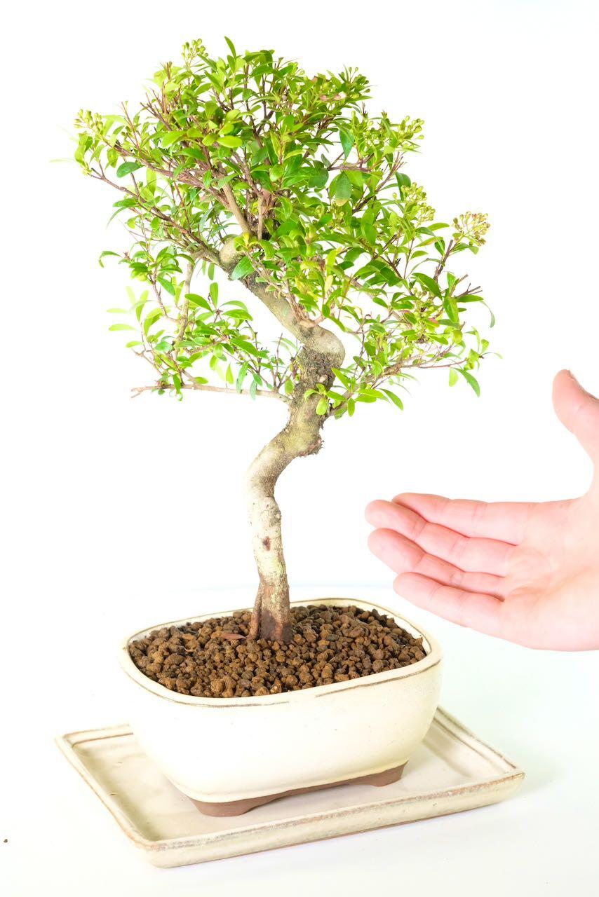 Syzygium bonsai for indoor gardening