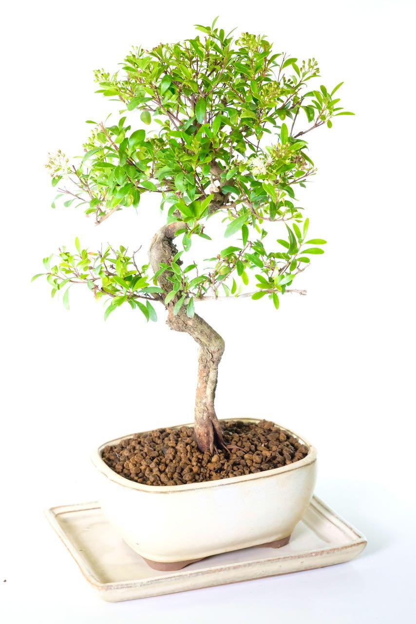 White summer flowers and apple like autumnal fruits