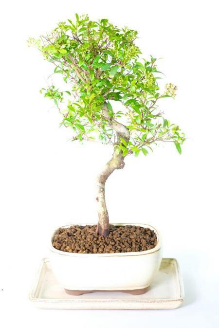 Elegant indoor Roseapple bonsai tree