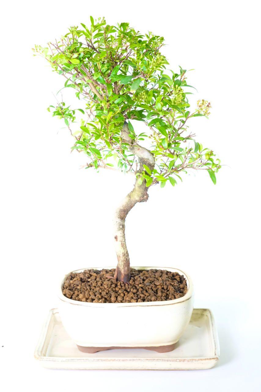 Elegant indoor Roseapple bonsai tree