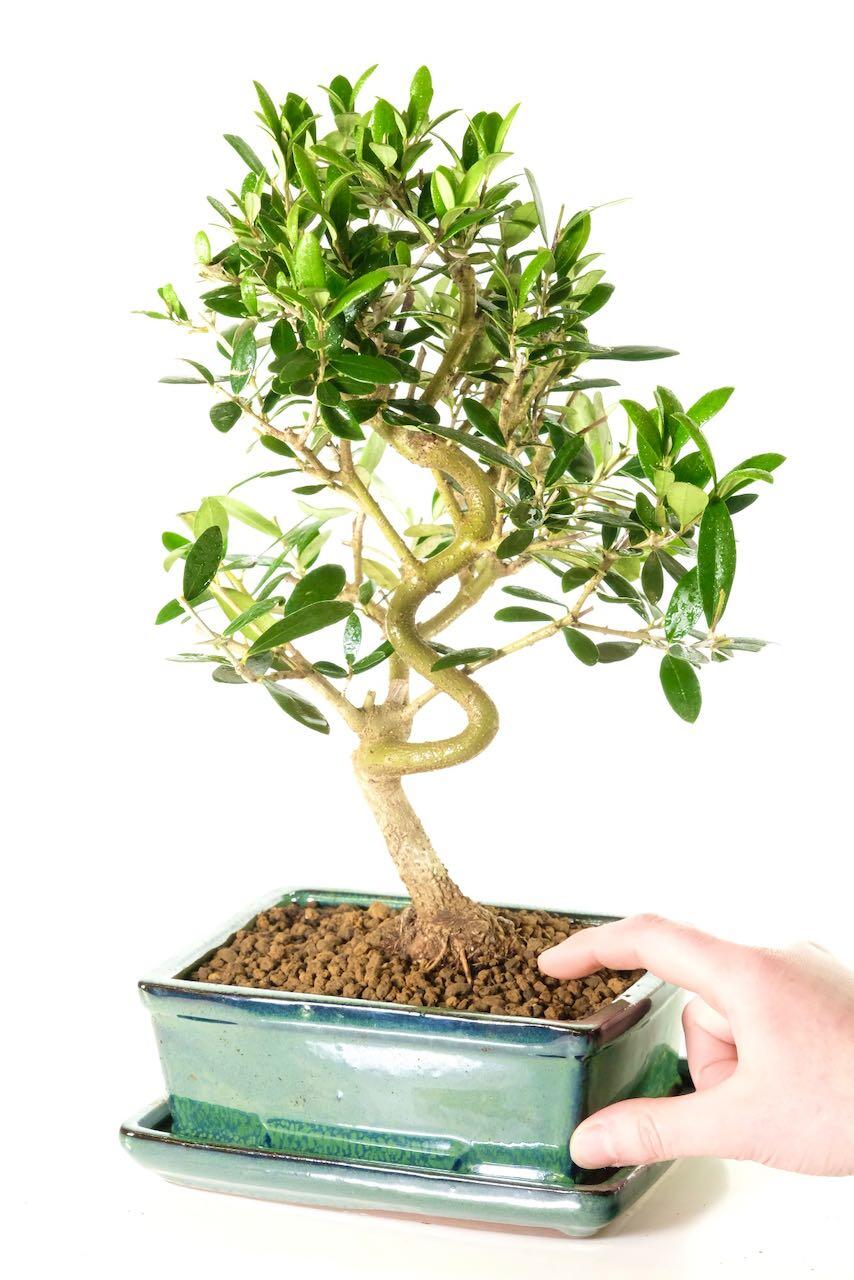 Elegant and wondrous Olive bonsai tree for sale