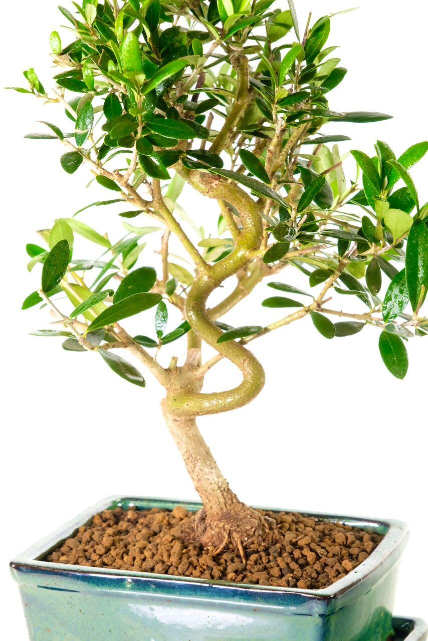 Spectacular olive bonsai with twisty trunk