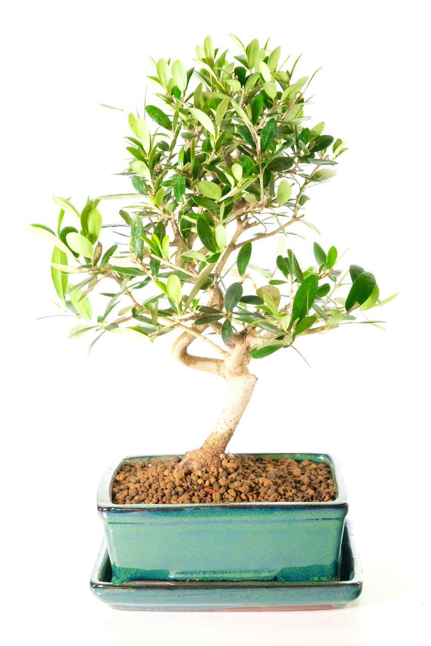 Incredible Dwarf Olive Bonsai (Olea europaea) | Naturally Tiny Miniature Evergreen Leaves with Silvery Hue.