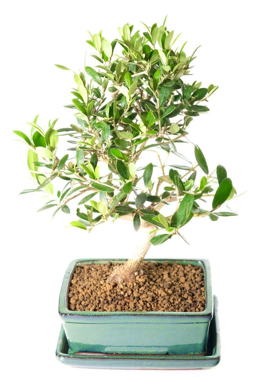 Exquisite Dwarf Olive Bonsai Tree for Sale in Green Pot
