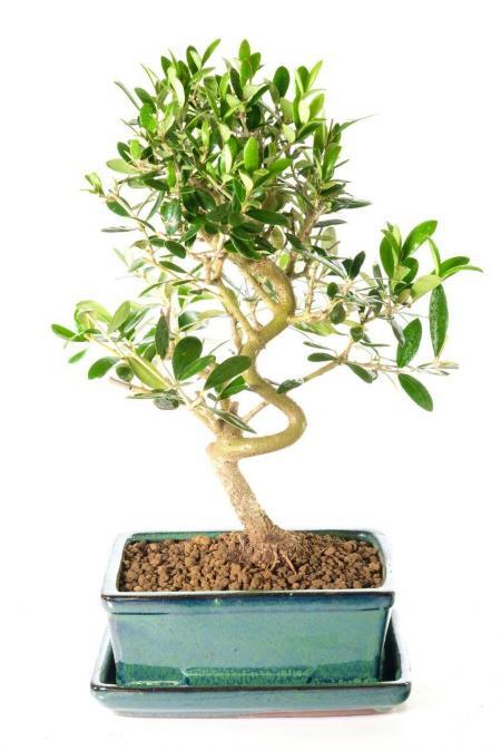 Exquisite Miniature Leaved Evergreen Dwarf Olive Bonsai Tree