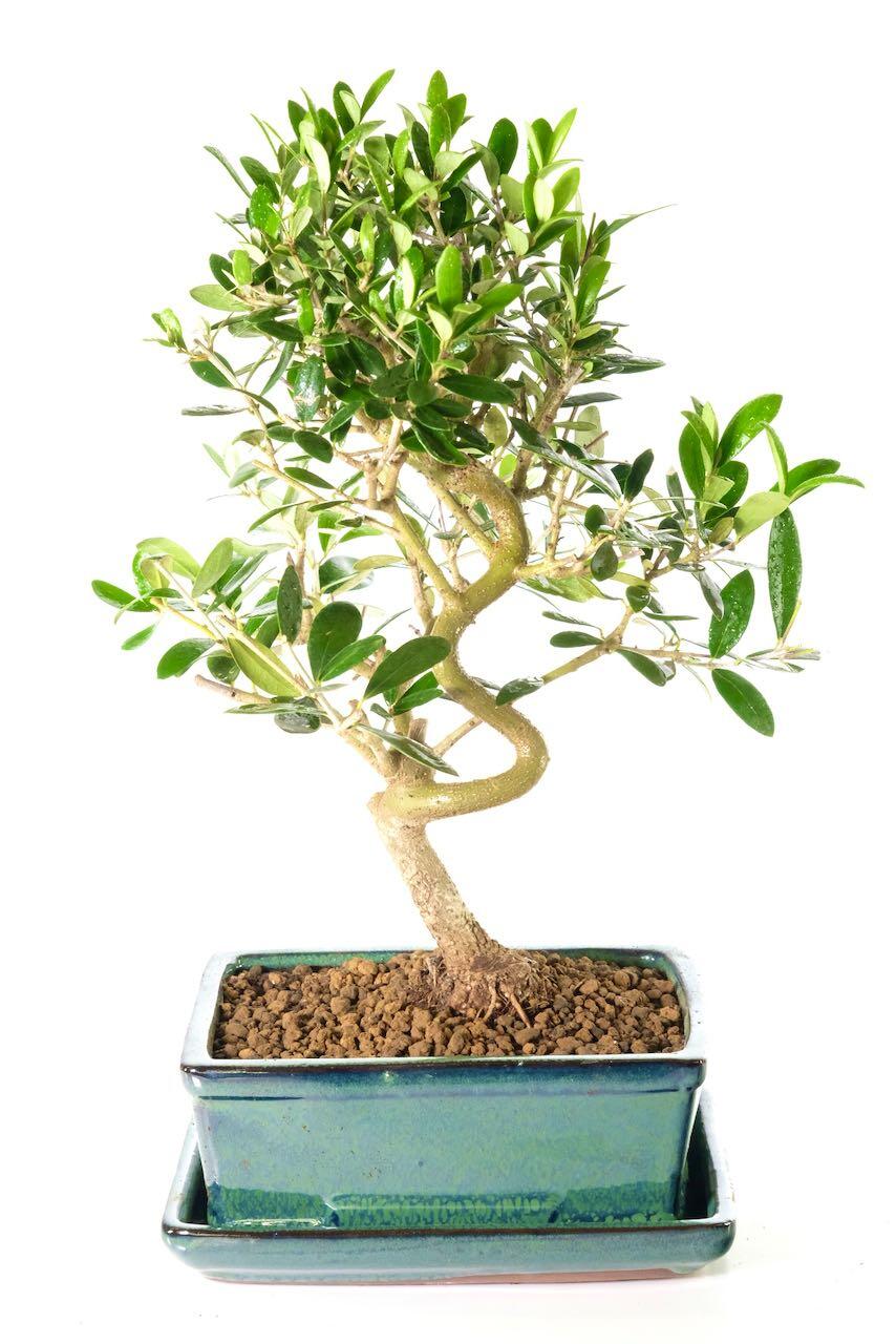 Exquisite Miniature Leaved Evergreen Dwarf Olive Bonsai Tree