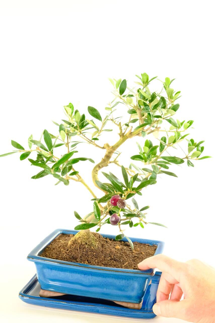 Twisting olive bonsai tree for sale from the experts