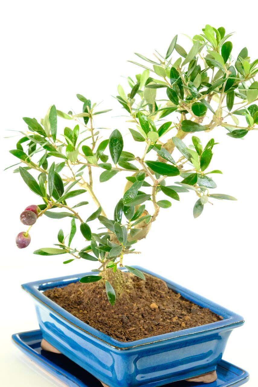 Olive fruits on this olive bonsai tree for sale