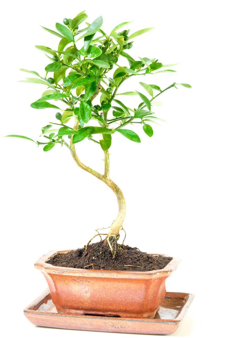 Fruiting and Flowering Orange Blossom Bonsai Tree | Citrus kinzu / Chinese Mandarin
