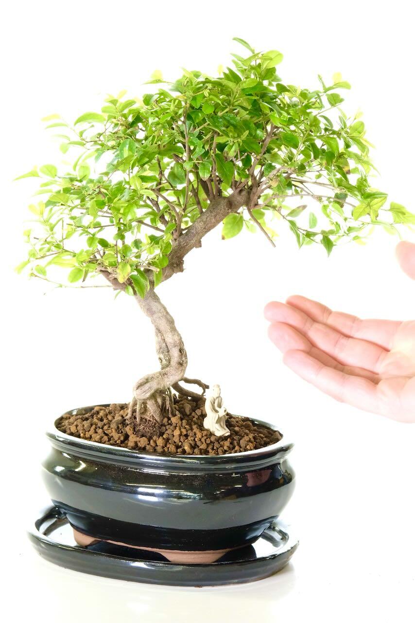 Comes potted in a sleek jet black ceramic pot with matching drip tray