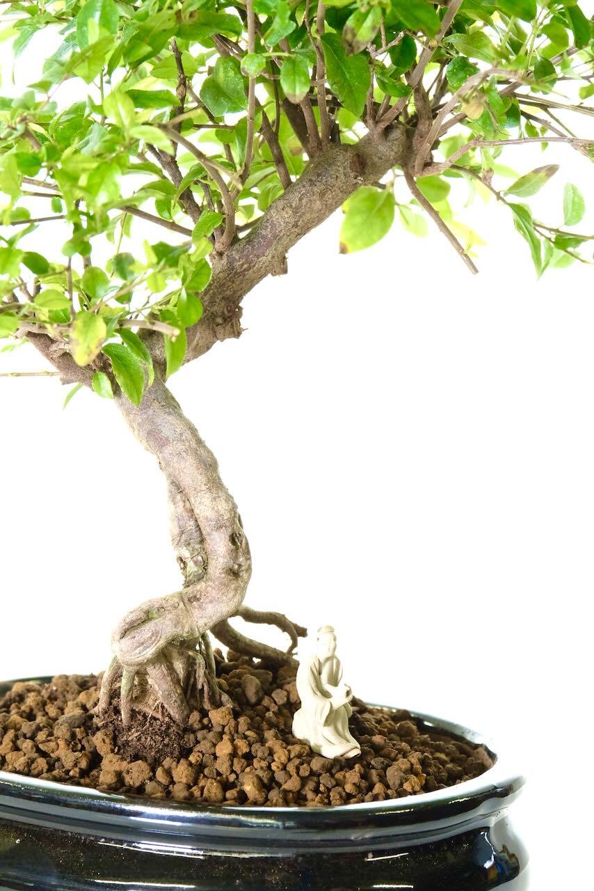 Little Chinese figurine helps you to imagine yourself sitting beneath the bonsai