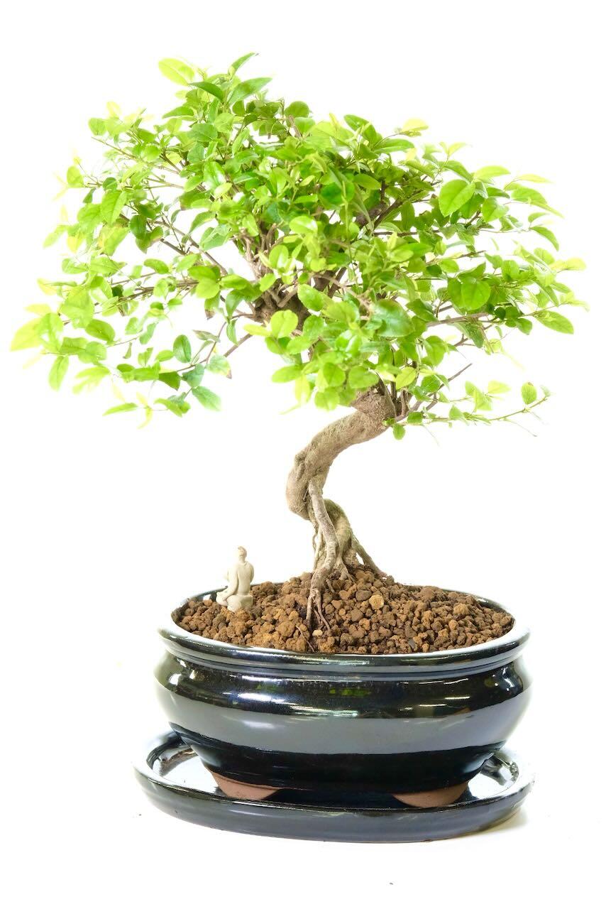 Delivery is FREE across the UK using a next working day service! Alternatively, you can select your preferred delivery date at the checkout