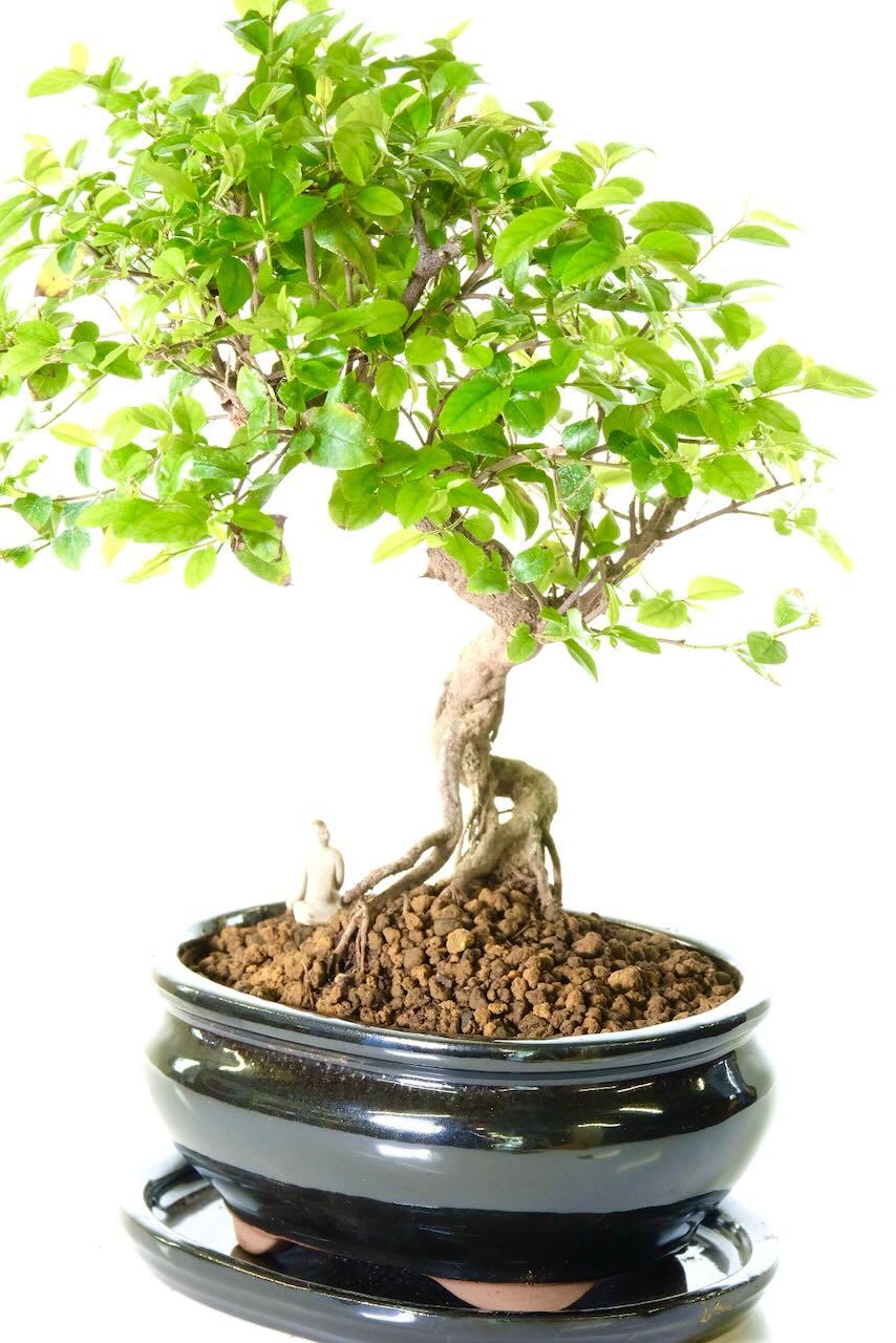 Beautiful canopy of fresh foliage that will display tan / russet tones in warmer months, followed by small plum-like fruits