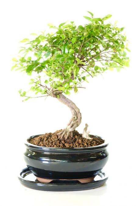 Pretty fruiting & flowering Chinese Sweet Plum bonsai tree for sale UK