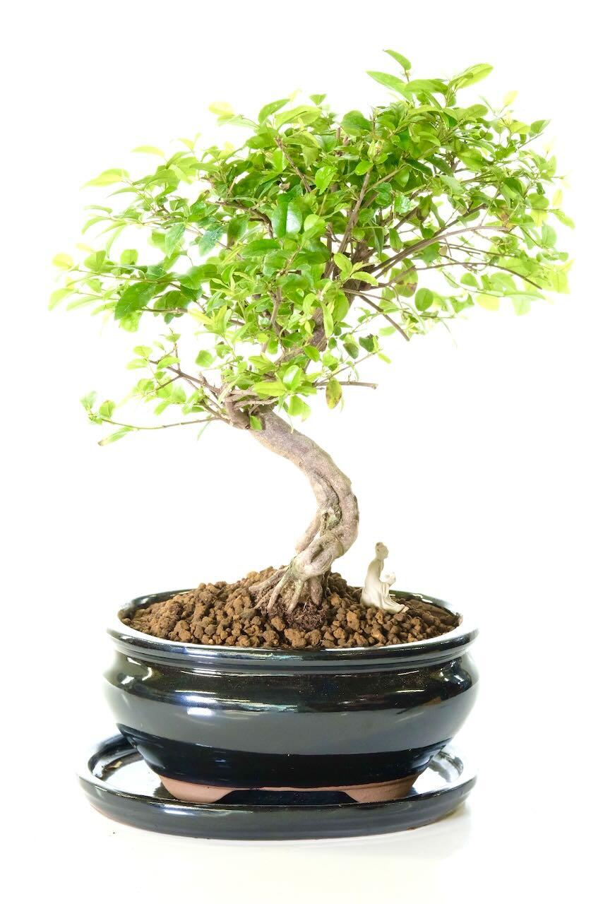 Pretty fruiting & flowering Chinese Sweet Plum bonsai tree for sale UK