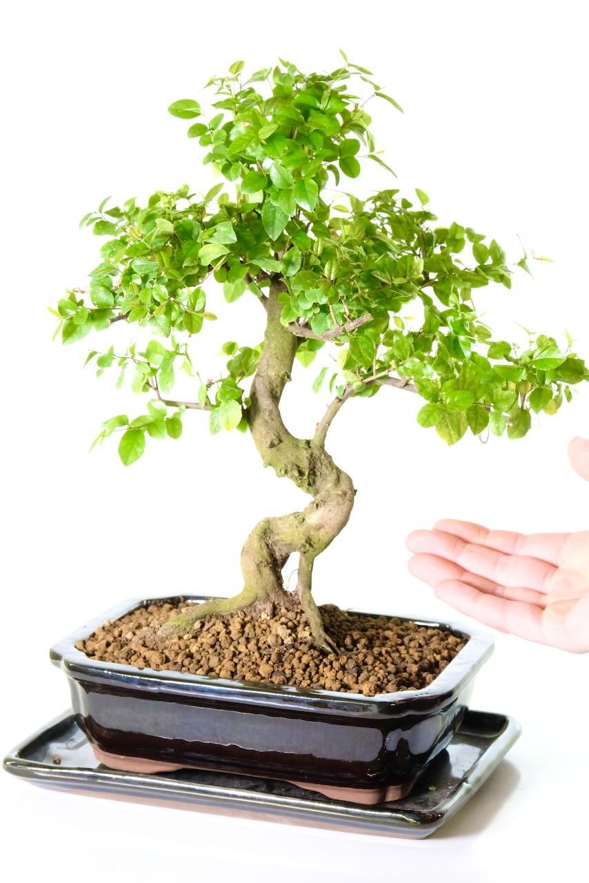 Comes potted in a sleek jet black ceramic pot with matching drip tray