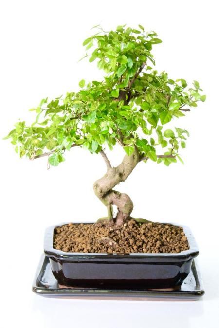 Impressive fruiting Chinese Sweet Plum bonsai tree for sale UK