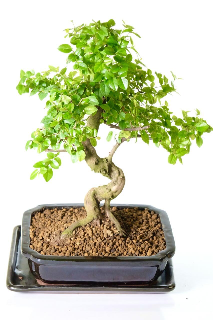 Lush foliage canopy will be decorated with russet/tan coloured tips, followed by small purple plum-like fruits