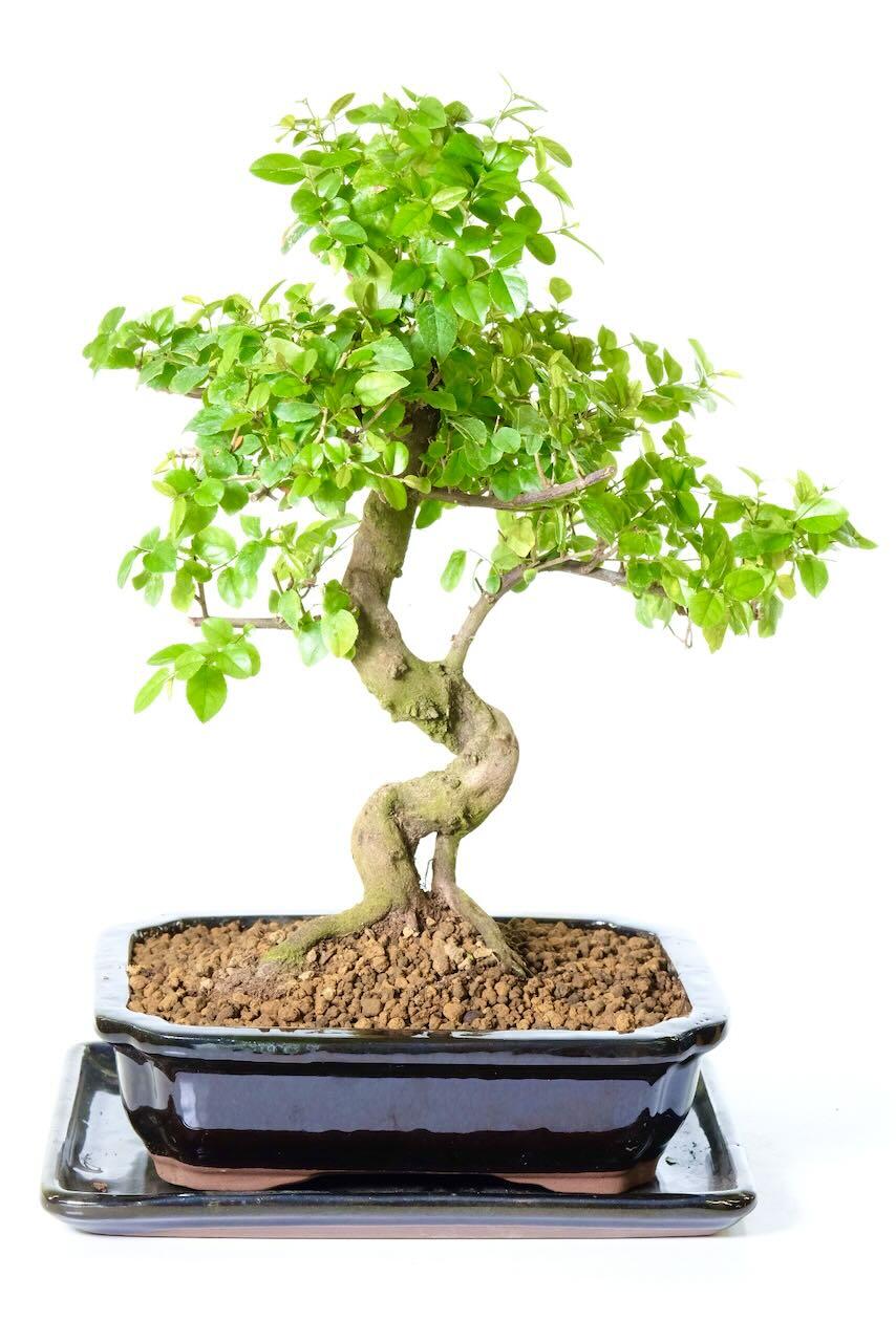 Delivery is FREE across the UK using a next working day service! Alternatively, you can select your preferred delivery date at the checkout