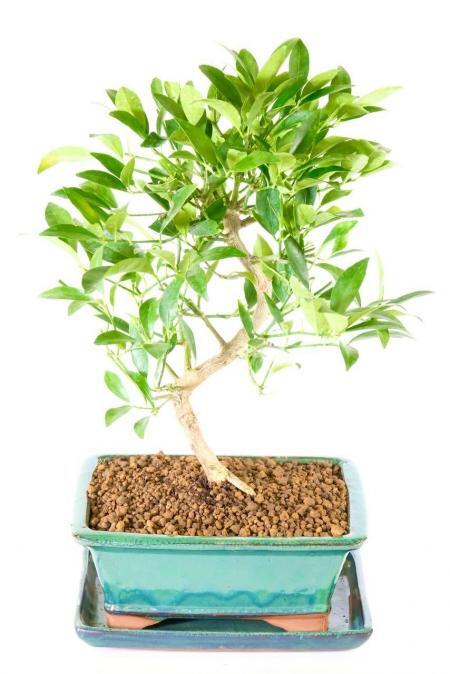 Lemon Bonsai Tree | Mediterranean Citrus Limonquat with Fragrant Flowers & Lemon Fruits