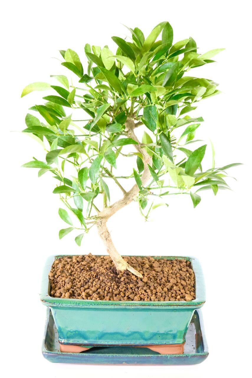 Lemon Bonsai Tree | Mediterranean Citrus Limonquat with Fragrant Flowers & Lemon Fruits