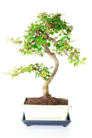 Winding Chinese Elm bonsai tree for sale UK