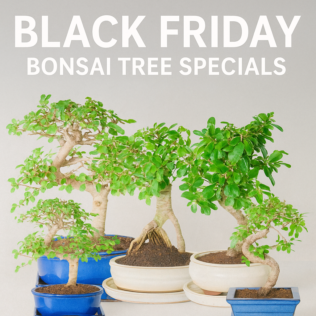 Black Friday Bonsai Direct Deals