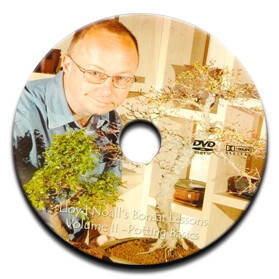 Repotting a bonsai tree video