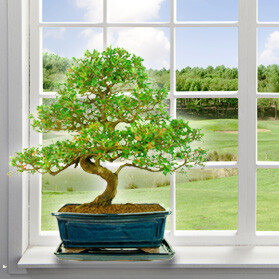 Where do I put my bonsai tree?