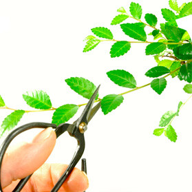 When and how do I prune my bonsai tree?