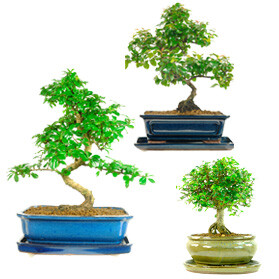 Help me choose my bonsai tree