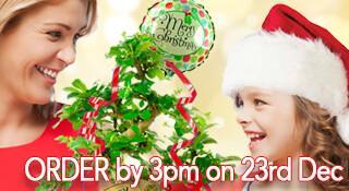Bonsai Tree Gifts for Christmas for sale