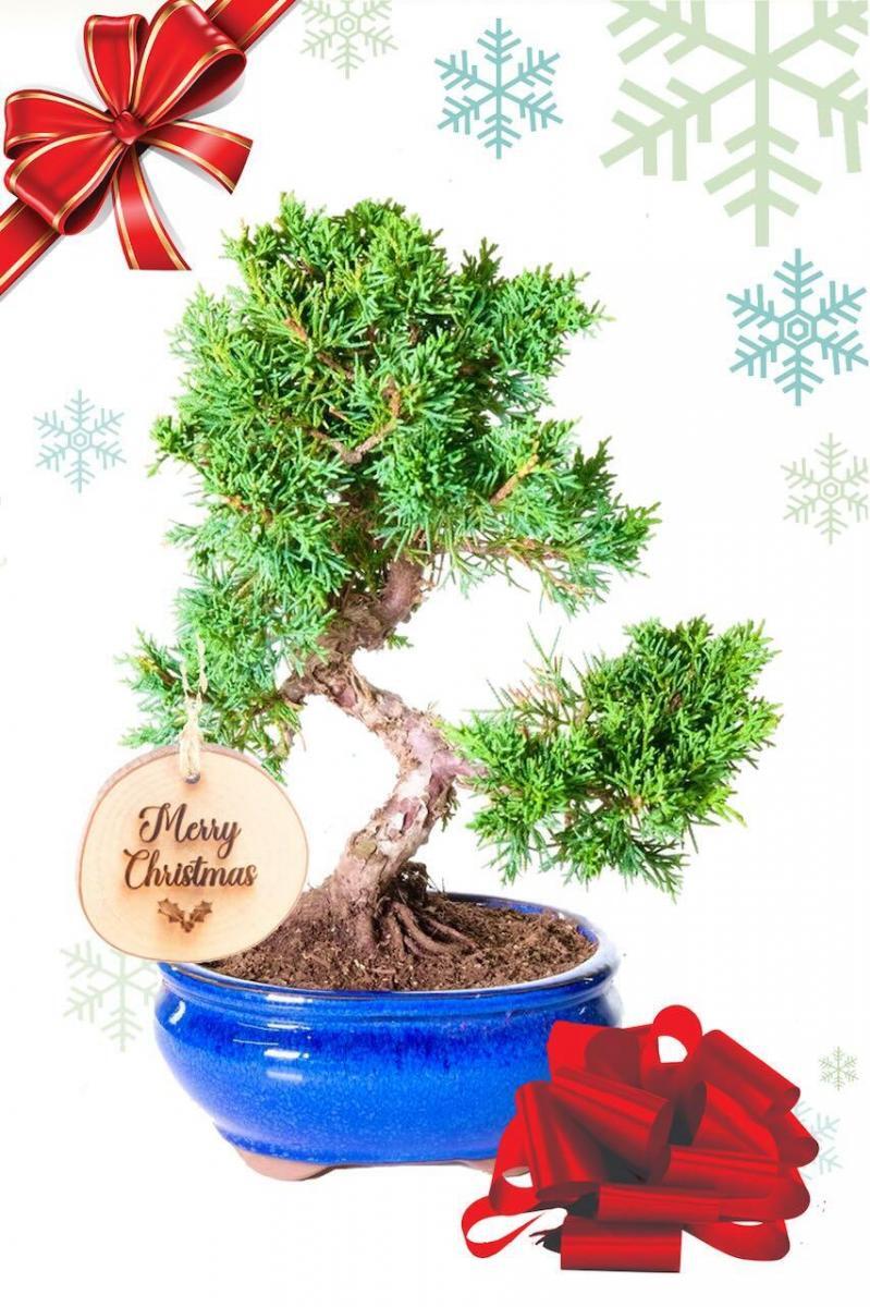 Dwarf Chinese Juniper Evergreen Bonsai Christmas Gift